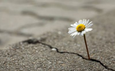 « Résilience »