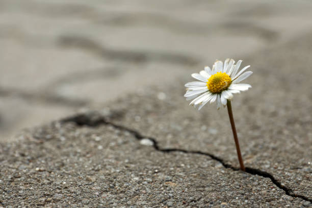 « Résilience »